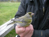 /album/ringmerking-p%c3%a5-aker%c3%b8ya/a247751-374924732624985-1423649229-n-jpg/