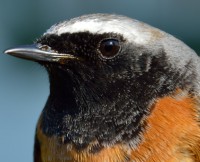 /album/ringmerking-p%c3%a5-aker%c3%b8ya/r%c3%b8dstjerthannen-jpg/