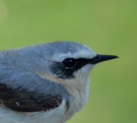 /album/ringmerking-p%c3%a5-aker%c3%b8ya/steinskvett-jpg/