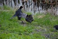 /album/bilder-av-fugl/ao21-jpg/