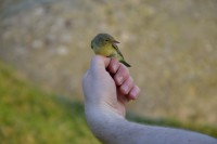 /album/ringmerking-p%c3%a5-aker%c3%b8ya/dsc-0062-jpg/