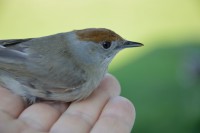 /album/ringmerking-p%c3%a5-aker%c3%b8ya/stgfy-jpg/