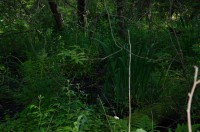 /album/botanica/ertetryy-jpg/