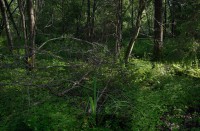 /album/botanica/werwe-jpg/