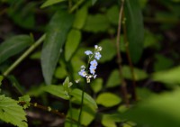 /album/botanica/sdfg-jpg/