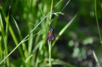 /album/papilio/karminspinner-jpg/