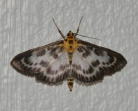 /album/papilio/nesleengmott-jpg/