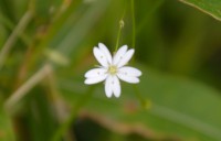 /album/botanica/sdfgh-jpg/