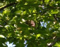 /album/narnteskogen/dsc-1421-jpg/