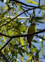 /album/narnteskogen/dsc-1436-jpg/