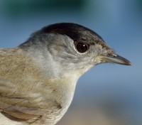 /album/ringmerking-p%c3%a5-aker%c3%b8ya/dsc-0375-jpg/