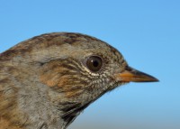 /album/ringmerking-p%c3%a5-aker%c3%b8ya/dsc-0384-jpg/