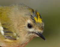 /album/ringmerking-p%c3%a5-aker%c3%b8ya/dsc-0386-jpg/