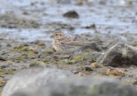 /album/ringmerking-p%c3%a5-aker%c3%b8ya/csc-0341-jpg/