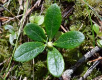 /album/botanica/dsc-0920-jpg/