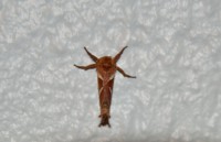 /album/papilio/dsc-0174-jpg/