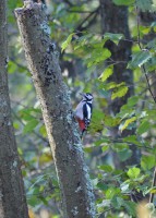/album/narnteskogen/dsc-0778-jpg/