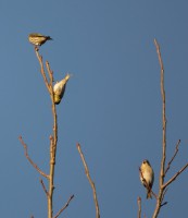 /album/narnteskogen/dsc-1218-jpg/