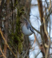 /album/narnteskogen/dsc-1221-jpg/