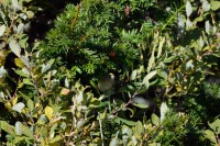 /album/kystlynghei/dsc-0466-jpg/