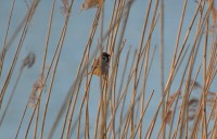 /album/takr%c3%b8rskog/dsc-1040-jpg/