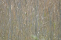 /album/takr%c3%b8rskog/dsc-1363-jpg/