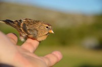 /album/ringmerking-p%c3%a5-aker%c3%b8ya/a1530394-1432614340301807-1767840100-n-jpg/