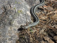 /album/papilio/a941523-372753766175415-573603703-n-jpg/