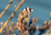 /album/narnteskogen/dsc-1243-jpg/