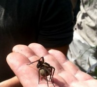 /album/papilio/myredderkopp-jpg/