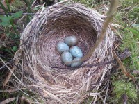 /album/bilder-av-fugl/a10409320-10152542198555856-3623737607313253865-n-jpg/