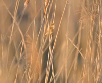 /album/takr%c3%b8rskog/a1019-jpg/