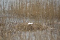 /album/takr%c3%b8rskog/a1004-jpg/