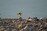 /album/takr%c3%b8rskog/a1010-jpg/