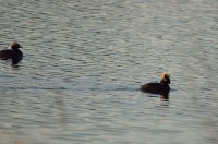 /album/takr%c3%b8rskog/a1011-jpg/