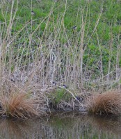 /album/takr%c3%b8rskog/dsc-0246-jpg/