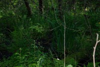 /album/narnteskogen/frodig-jpg/