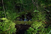 /album/narnteskogen/jungel-jpg/