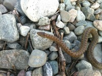 /album/papilio/a10350423-10154395660295651-226975421700884918-n-jpg/