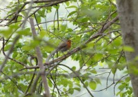 /album/narnteskogen/r%c3%b8dstrupe-jpg/