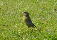 /album/narnteskogen/gr%c3%b8nnfink-jpg/