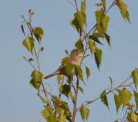 /album/narnteskogen/tornsanger-jpg/