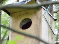 /album/narnteskogen/spettmeis-jpg/