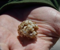 /album/papilio/eggkapsel-jpg/