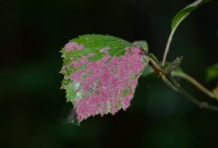 /album/papilio/ytyu-jpg/