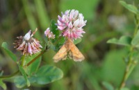 /album/papilio/dsc-1591-jpg/