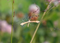 /album/papilio/dsc-1596-jpg/