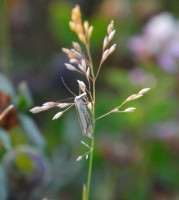 /album/papilio/dsc-1609-jpg/