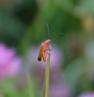 /album/papilio/dsc-1691-jpg/