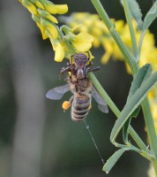 /album/papilio/dsc-1703-jpg/